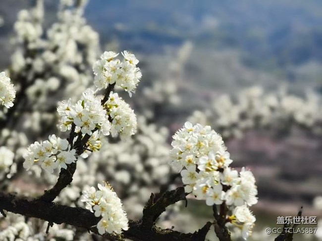 【广州的花花们】梨花开