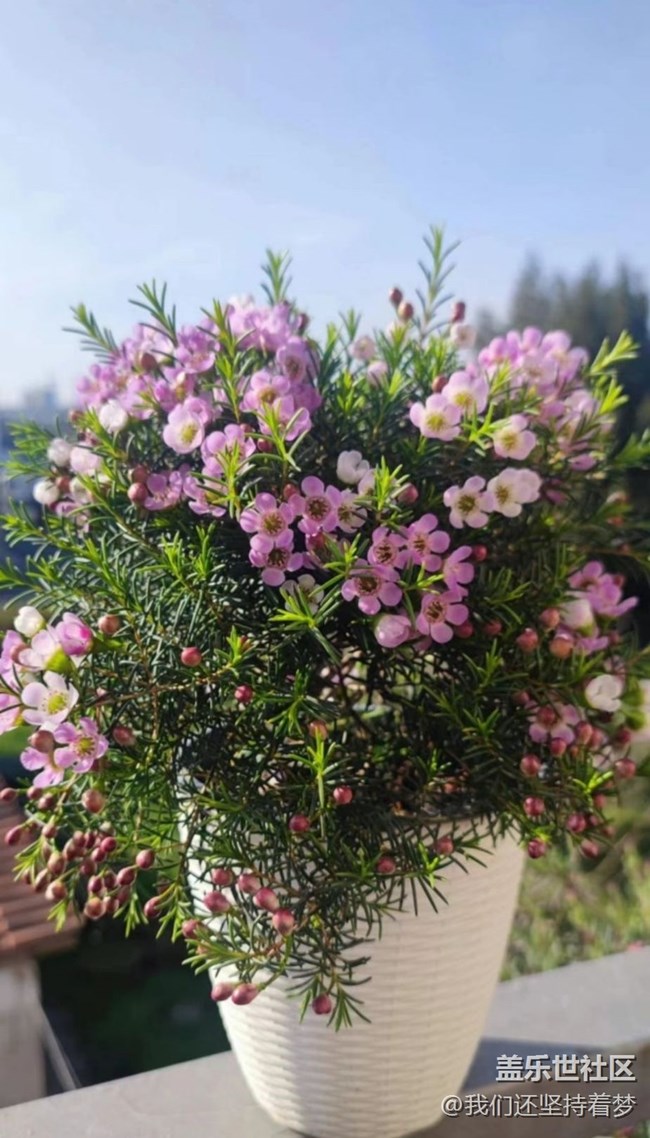 【春日寻花】春天花开