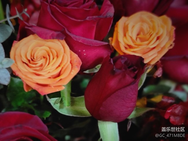 #烟花三月——女神节的花