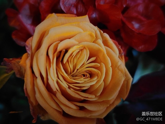 #烟花三月——女神节的花