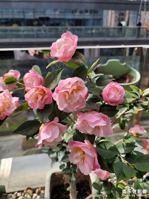 【拍有细节】春天的花儿