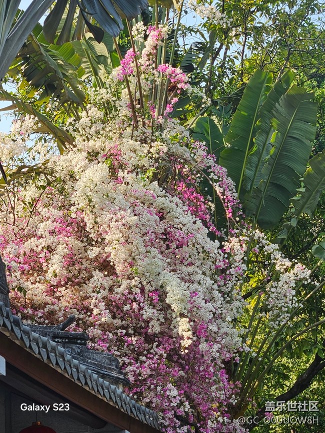 【活动回顾】园博园的三角梅