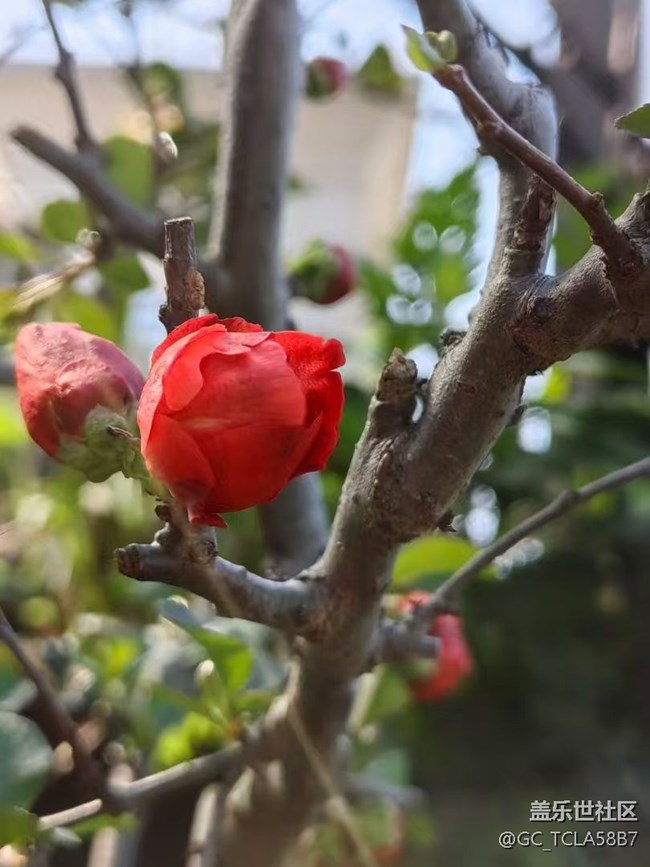 【春日寻花】花花