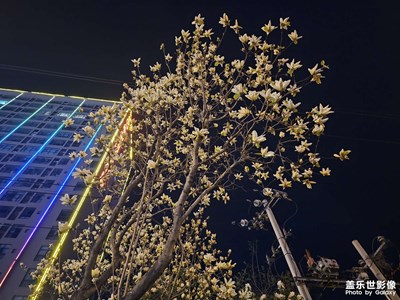 【春之夜】春天的小广场
