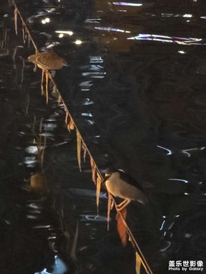 【拍有细节】夜晚的鸟