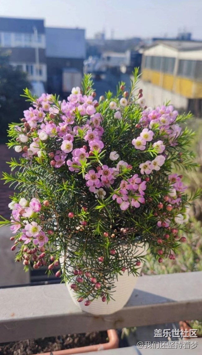 【春日寻花】春天花开
