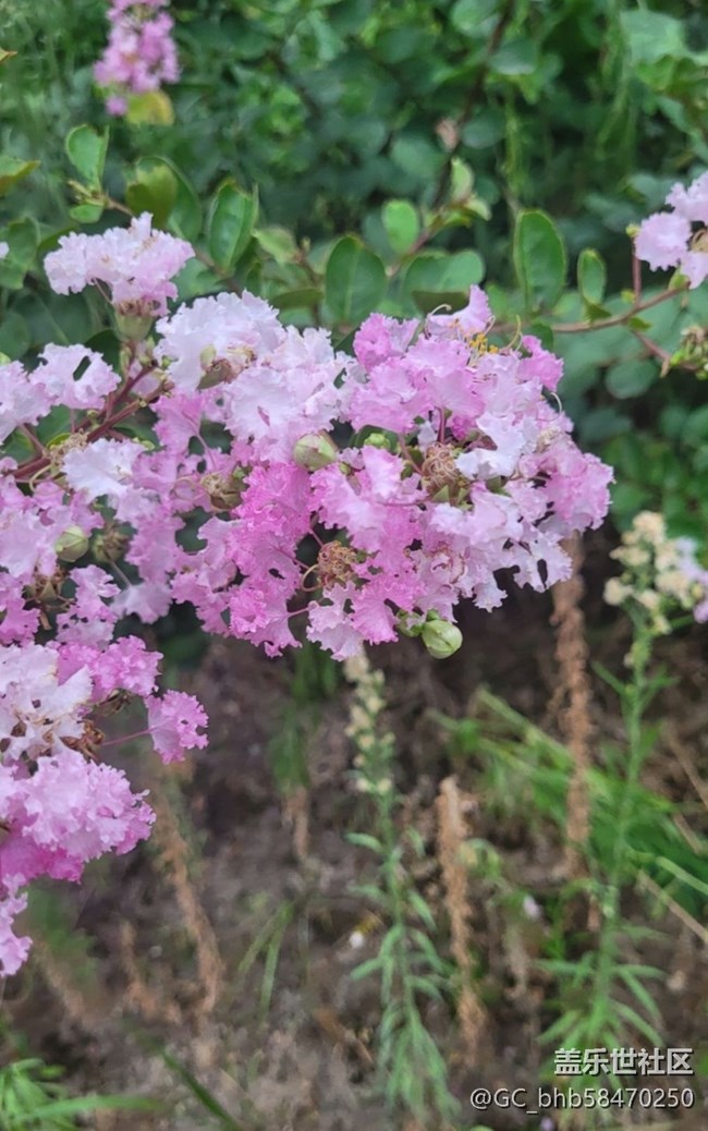 【广州的花花们】粉红花