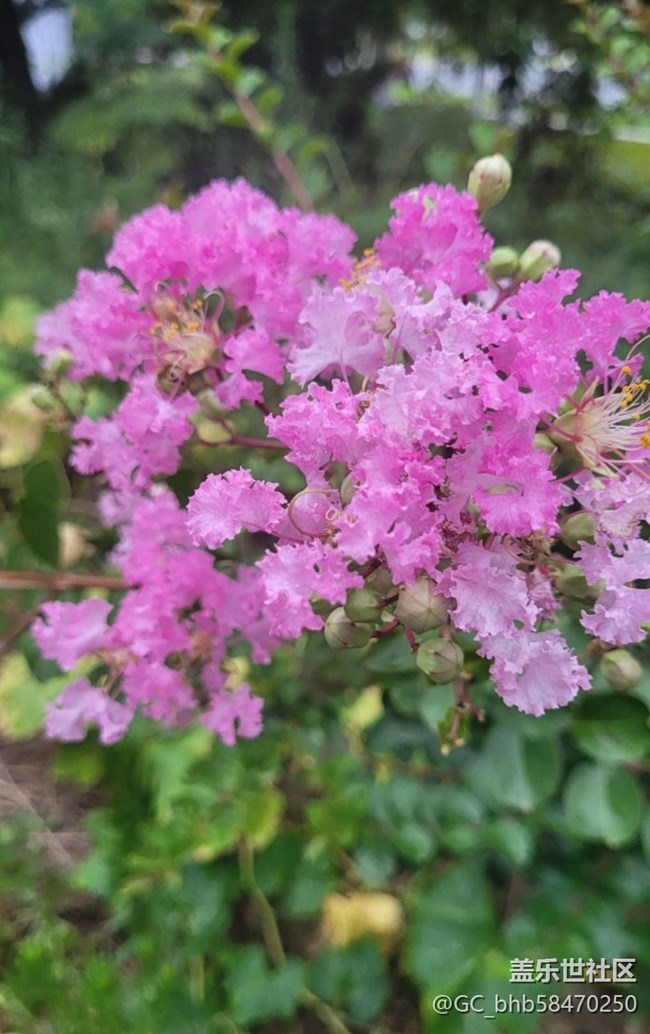 【广州的花花们】粉红花