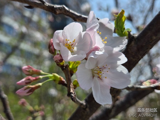 #烟花三月——花