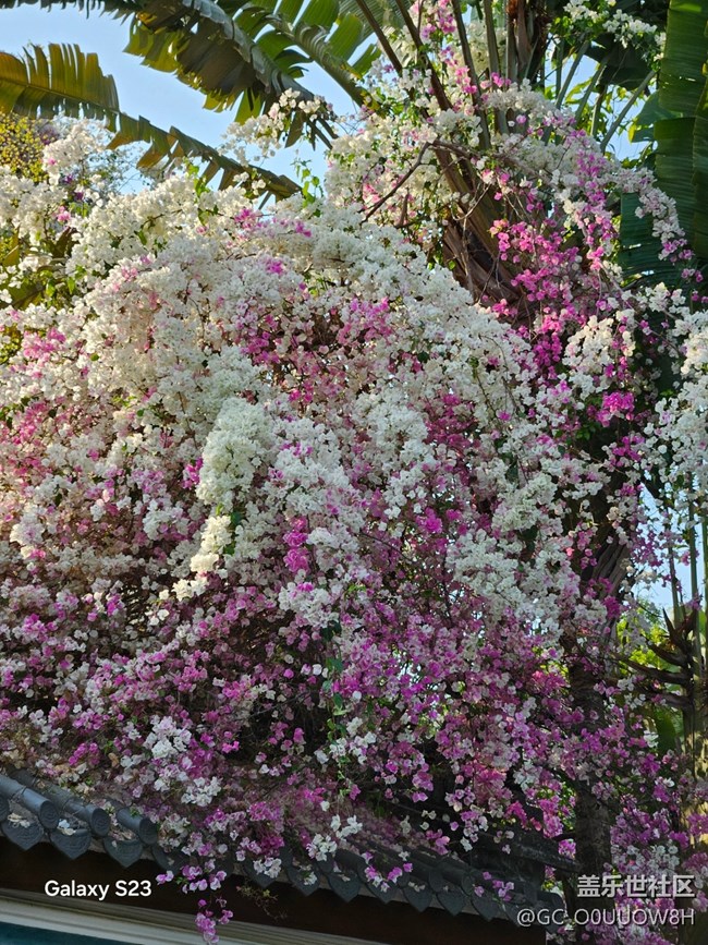 【活动回顾】园博园的三角梅