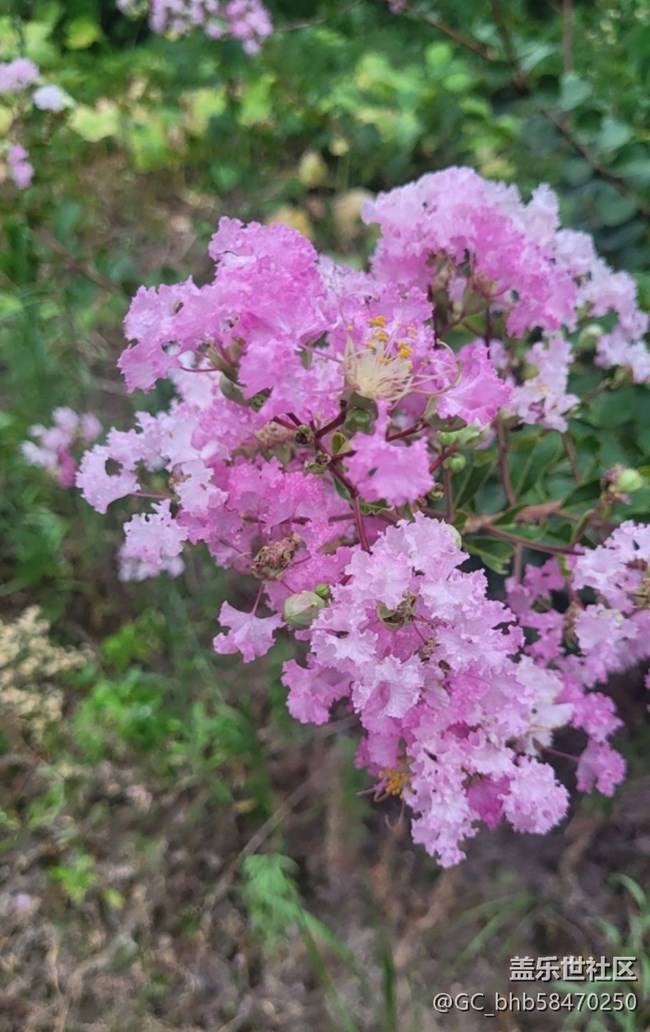 【广州的花花们】粉红花