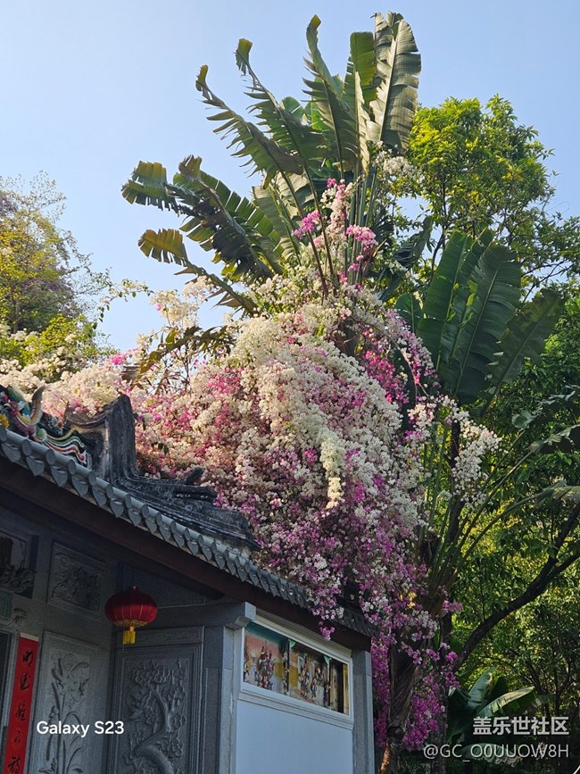 【活动回顾】园博园的三角梅