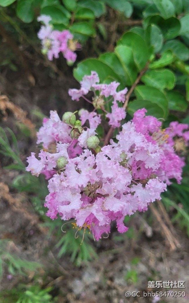 【广州的花花们】粉红花