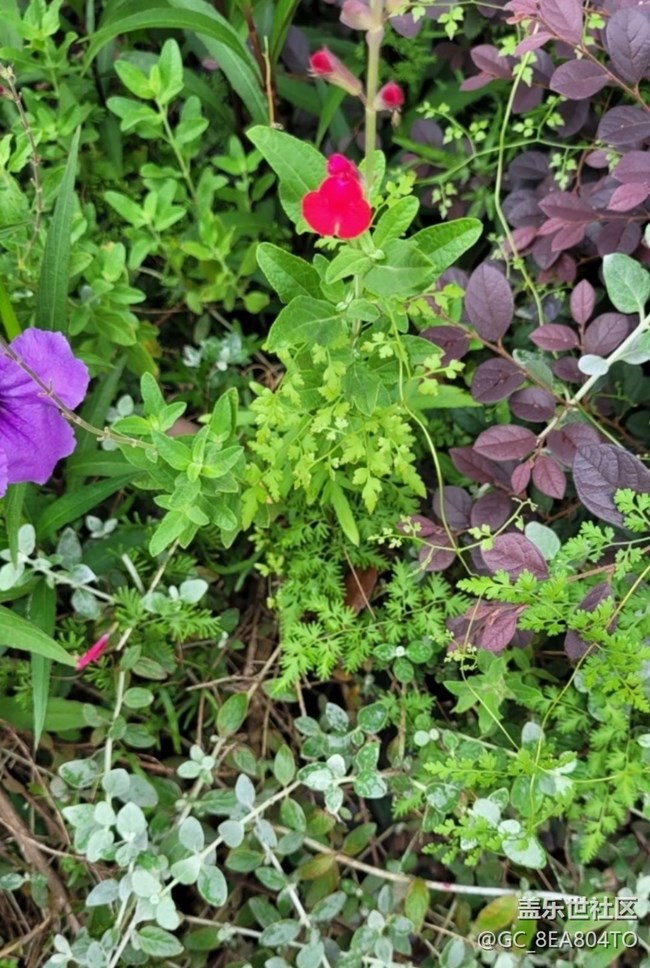 【春日寻花】花儿美