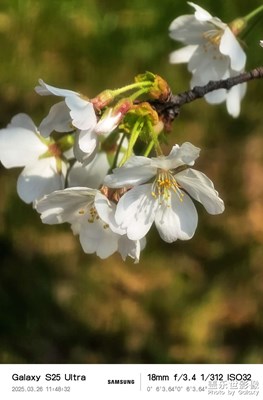 还是拍花