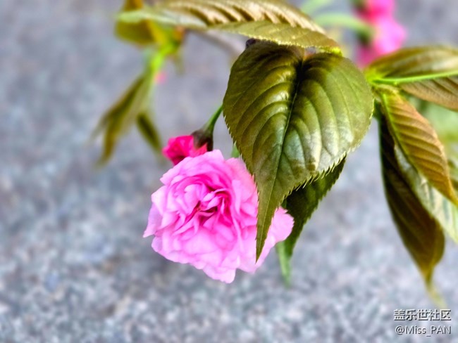 【春日序曲】+樱花