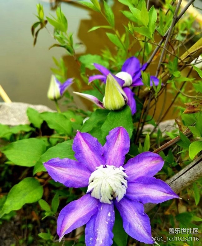 【广州的花花们】鲜花绽放