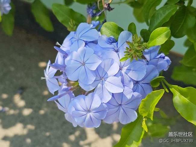 【春暖蓉城 定格美好】有花开放