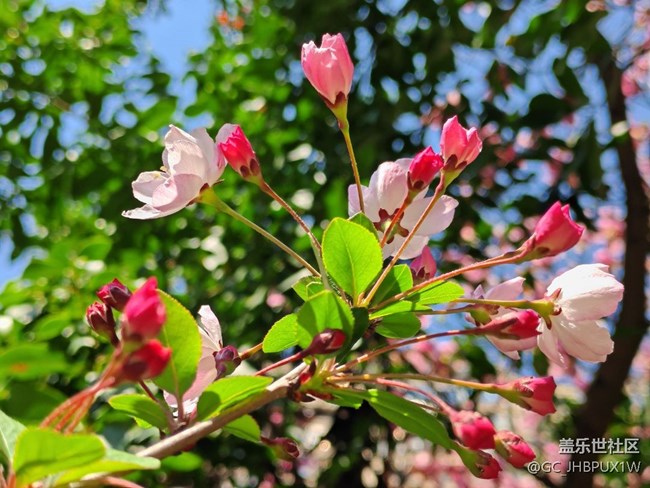 【春日寻花】赏花