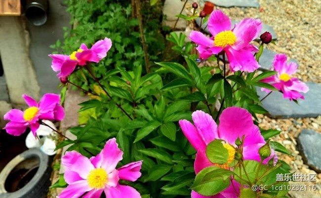 【广州的花花们】鲜花绽放