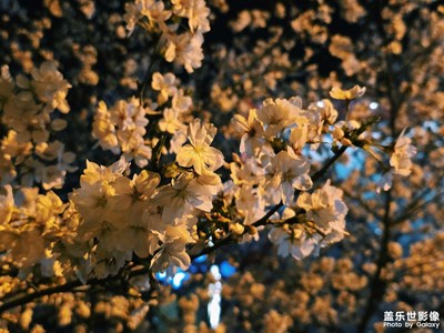 【春之夜】三星S25Ultra，花开之夜