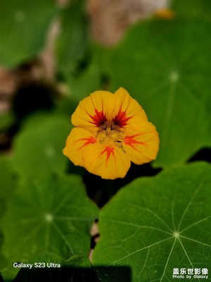 【生机盎然的世界】+春花烂漫