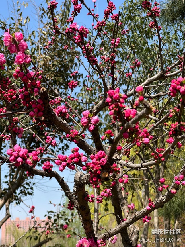 【春日寻花】赏花