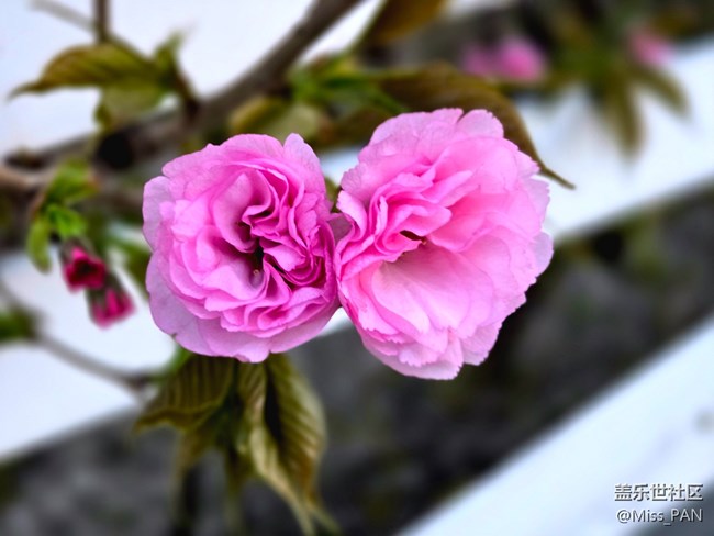 【春日序曲】+樱花