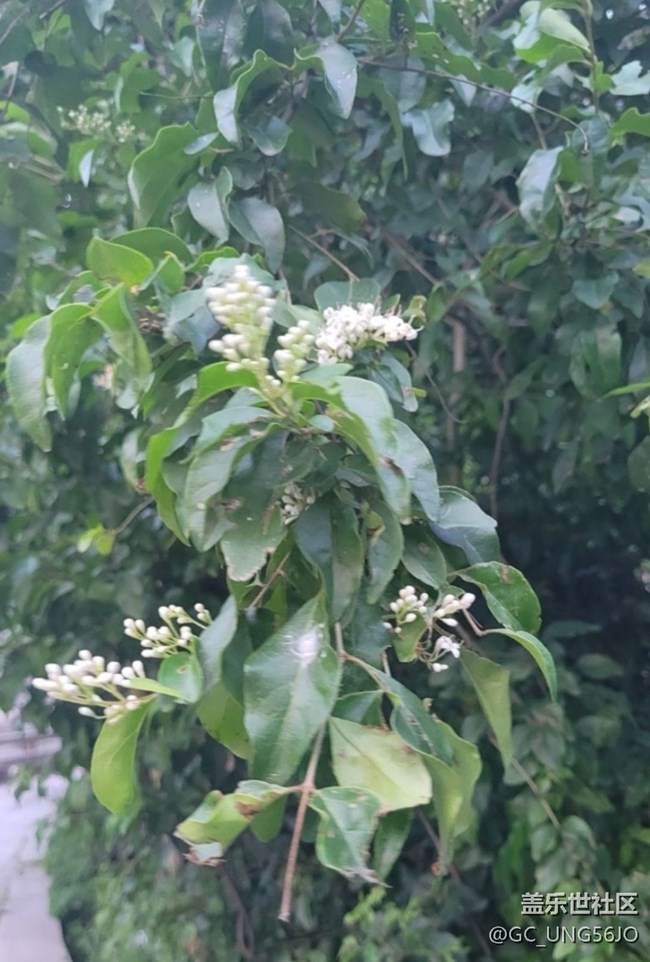 【春日寻花】花开美丽