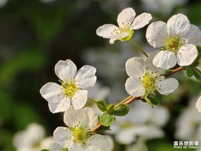 【拍有细节】春日野花之美