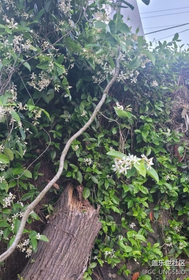 【春日寻花】花开美丽