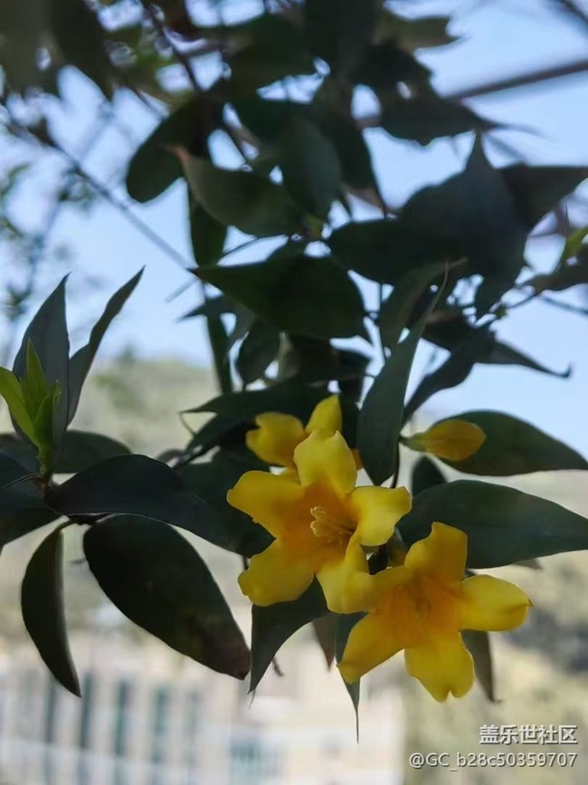 【广州的花花们】花园