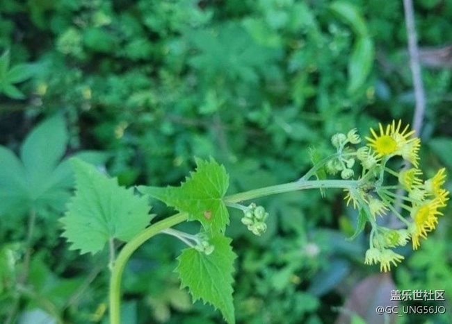 【春日寻花】花开美丽