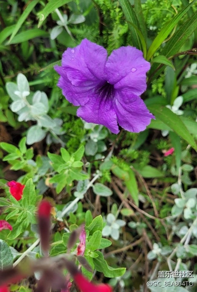 【春日寻花】花儿美