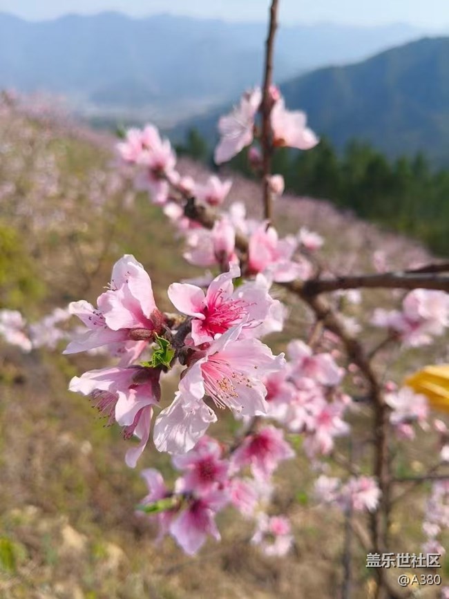 【春日寻花】桃花会
