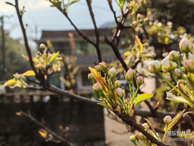 【春日寻花】赏花