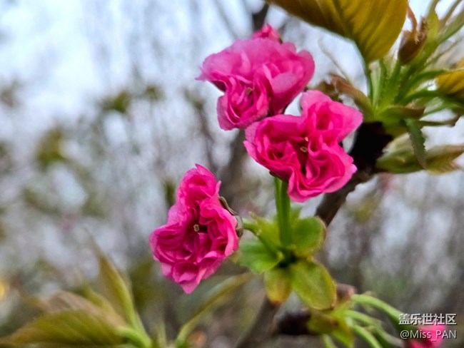 【春日序曲】+樱花