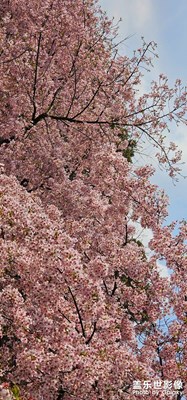 【生机盎然的世界】+樱花盛开