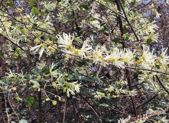 【广州的花花们】春暖花开