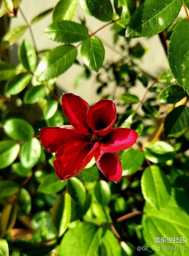【广州的花花们】鲜花绽放