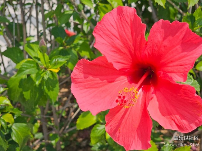【春暖蓉城 定格美好】有花开放