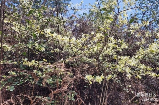 【广州的花花们】春暖花开