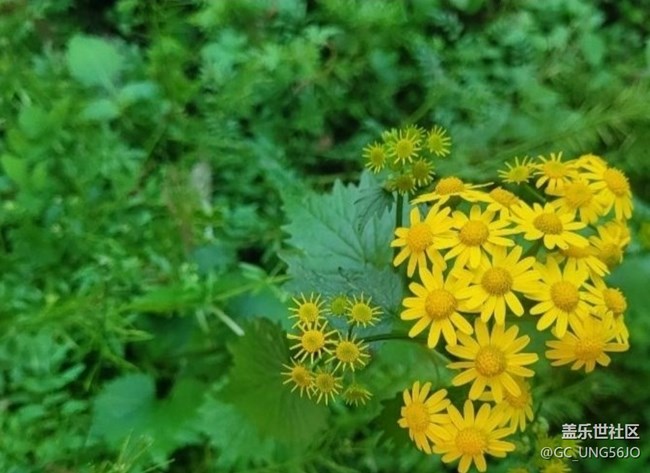 【春日寻花】花开美丽