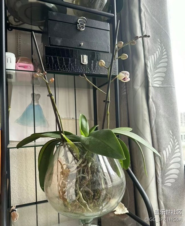 【春日寻花】蝴蝶兰