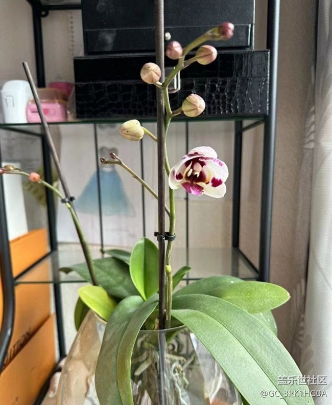 【春日寻花】蝴蝶兰