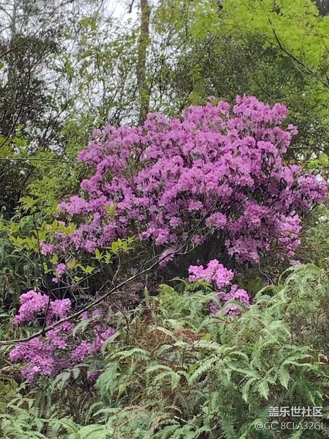 【春日寻花】花花草草