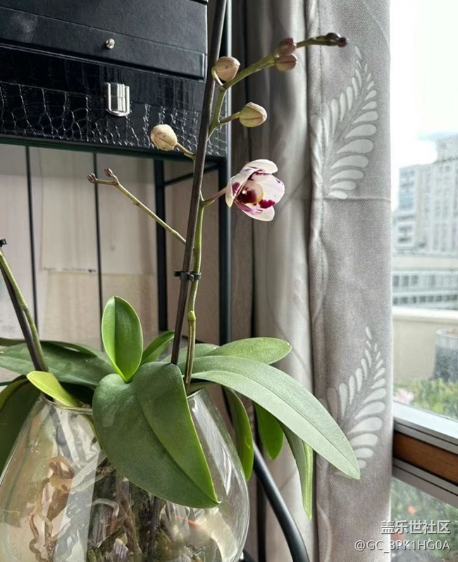 【春日寻花】蝴蝶兰