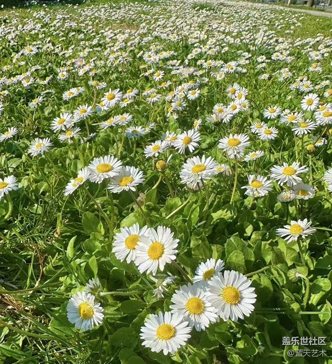 【春日寻花】赏花