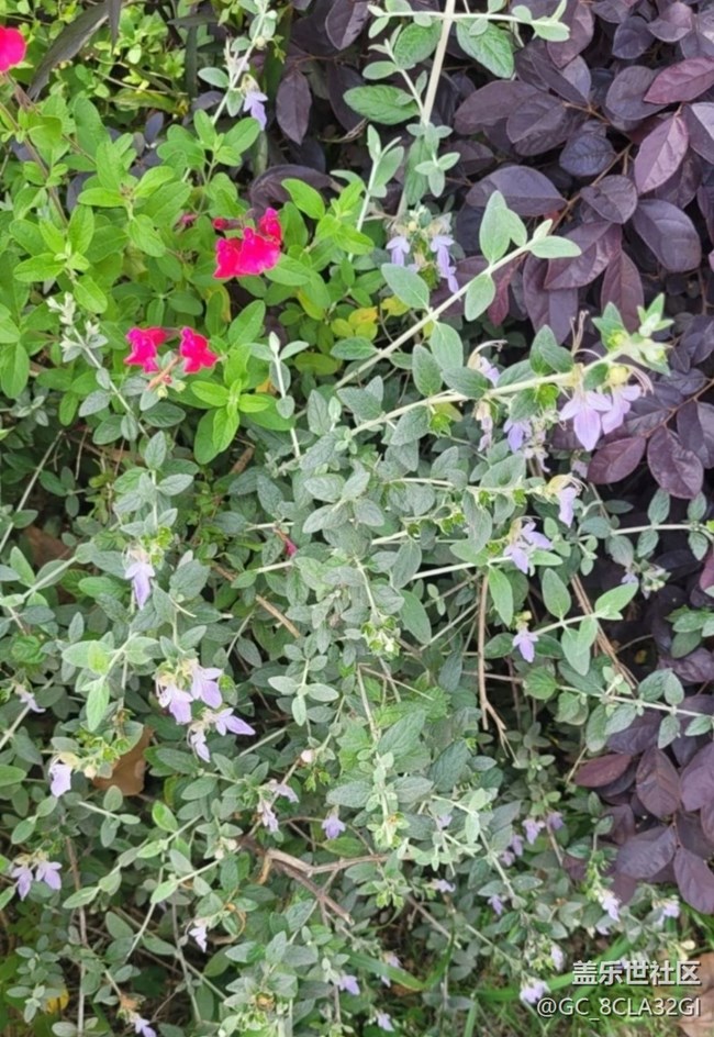 【广州的花花们】小花