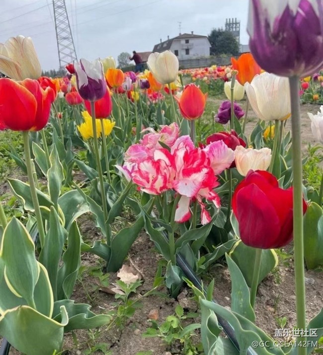 【广州的花花们】郁金香
